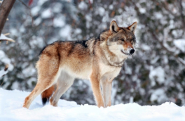 В Ленинградской области пенсионерка укрыла раненого волка и спасла его от преследования