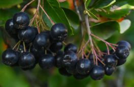 В Сибири создали натуральные красители на основе пихты и ягод черноплодки