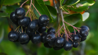 В Сибири создали натуральные красители на основе пихты и ягод черноплодки