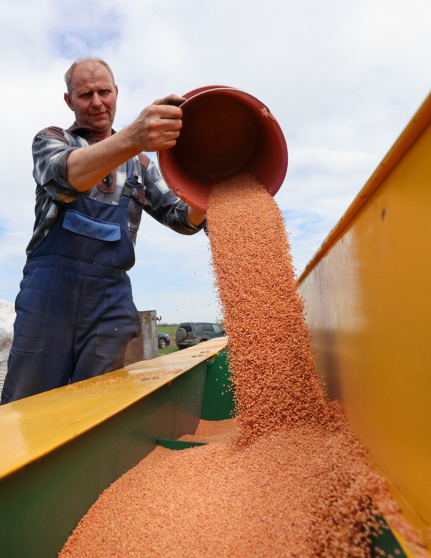 посевная зерно