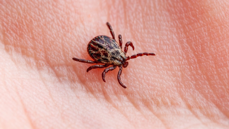 Первые случаи присасывания клещей зафиксировали в Свердловской и Челябинской областях