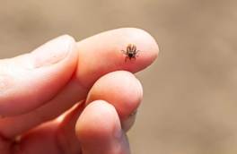 Когда в Московском регионе проснутся клещи