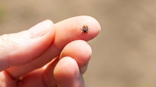 Когда в Московском регионе проснутся клещи