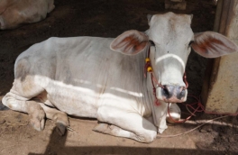 Домашний скот начали изымать из хозяйств Новосибирской области из-за бешенства и пастереллеза
