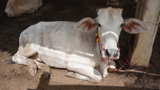 Домашний скот начали изымать из хозяйств Новосибирской области из-за бешенства и пастереллеза