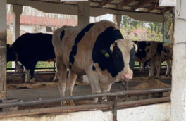 В Новосибирской области завершили изъятие скота из очагов пастереллеза