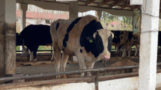 В Новосибирской области завершили изъятие скота из очагов пастереллеза