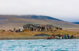 Турпоток на остров Врангеля увеличат в 6 раз: как и когда посмотреть на белых медведей в естественной среде