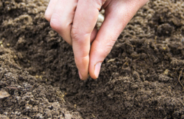 Лунный календарь на апрель 2026: благоприятные дни для посадки томатов, картофеля и цветов