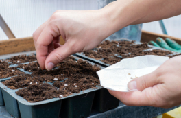 Когда сажать помидоры на рассаду в 2026 году: агроном назвал точные даты для богатого урожая