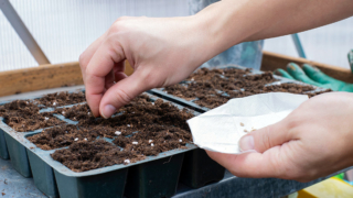 Когда сажать помидоры на рассаду в 2026 году: агроном назвал точные даты для богатого урожая