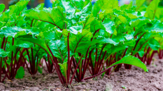 Как получить большой урожай свеклы почти на месяц раньше: советы агронома