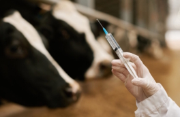 Казахстан привьет весь скот в Павлодарской области у границы с Россией