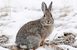 Народные приметы 23 марта: что можно и нельзя делать в этот день