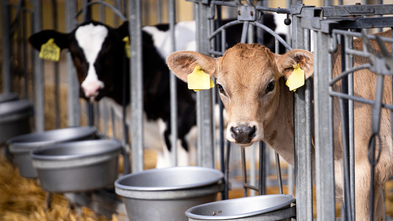 Фермеры просят Минпромторг отменить маркировку молока