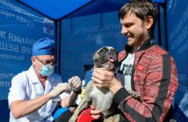 Более 1,2 пунктов бесплатной вакцинации питомцев откроют в Москве с наступлением тепла