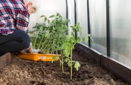 Томаты – в теплицу, перцы – подождут: когда и как высаживать рассаду в начале мая