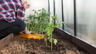 Томаты – в теплицу, перцы – подождут: когда и как высаживать рассаду в начале мая