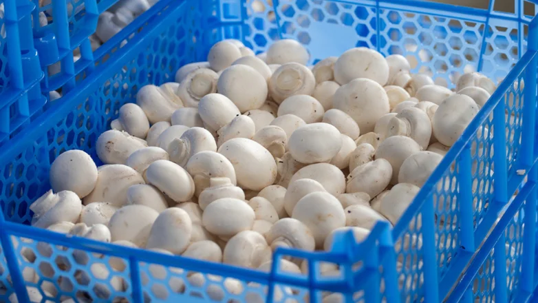 Россия поставила рекорд по экспорту шампиньонов