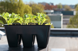 Как закалить рассаду перед высадкой: простые способы получить большой урожай