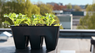 Как закалить рассаду перед высадкой: простые способы получить большой урожай