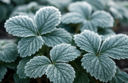 Как спасти клубнику после заморозков: лайфхаки, которые помогают не потерять урожай