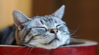 Кошки снижают давление и продлевают жизнь мужчинам