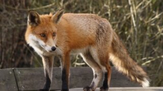 Убийца 15 фламинго из франкфуртского зоопарка найден